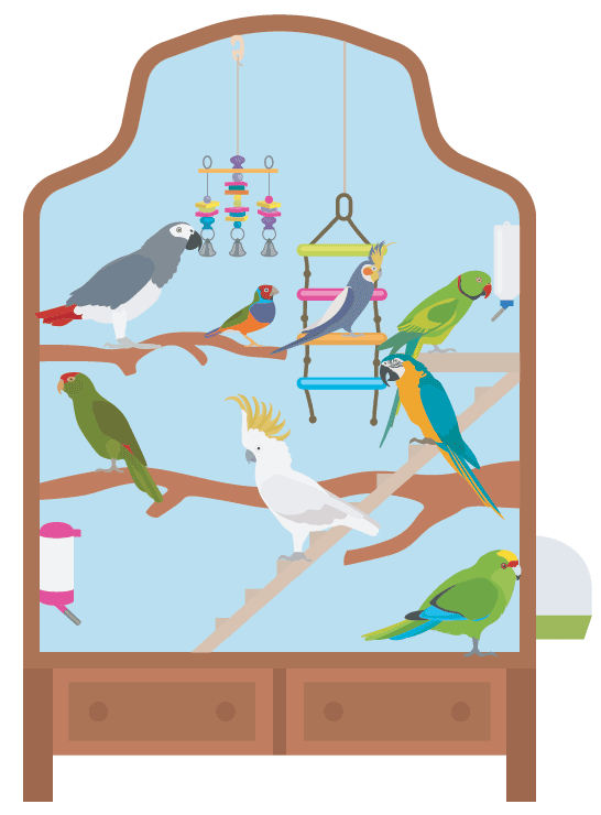 Oiseaux